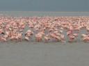 Lake Nakuru, flamingo’s